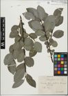 Foto von Salix glabra Scop.